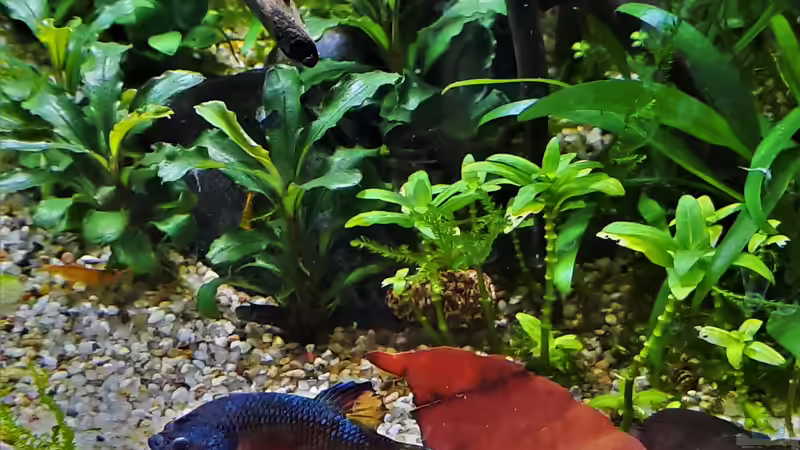 Coco am 20.07.2021 von okefenokee (32)