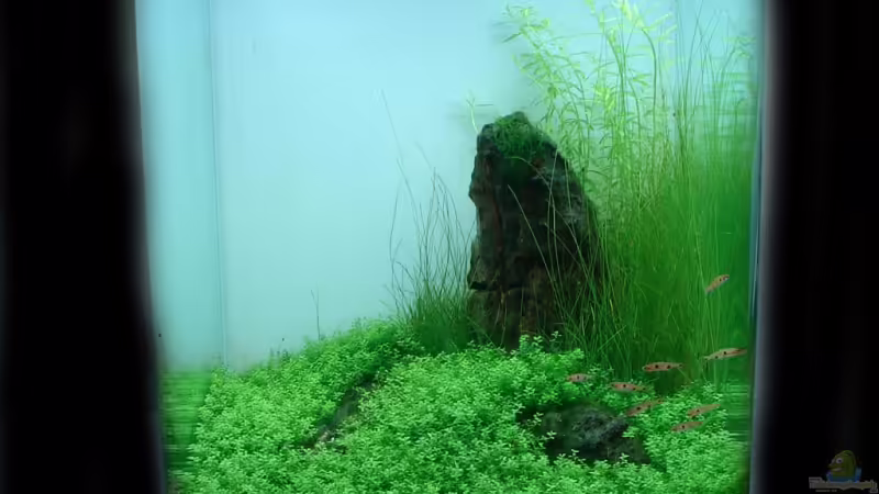 Cocoon 3 ´In Green We Trust´ von Tim