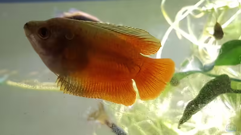 Colisa  laila rot von Ben Mücke (2)