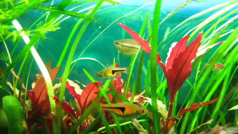 Colisa chuna + Rasbora espei von André Martin (15)