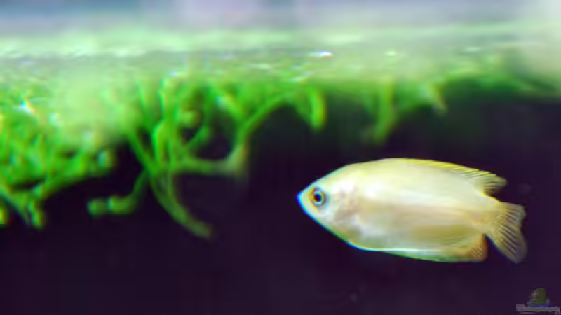 Colisa chuna 1 von lomarraco (53)