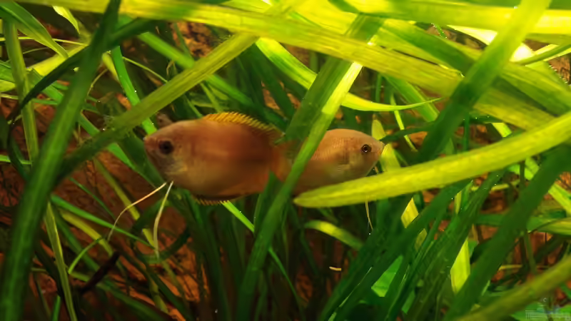 Aquarien für Trichogaster chuna (Honiggurami)