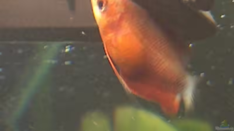 Colisa Chuna ROT, roter Honiggurami von Fabian Eckel (4)