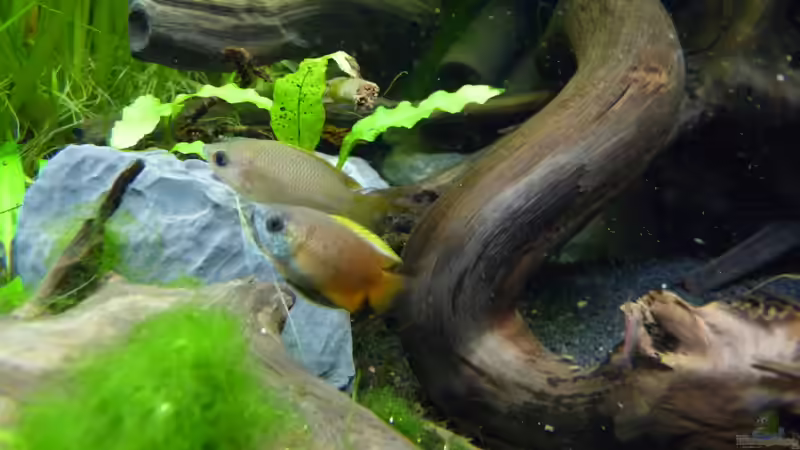 Aquarien für Trichogaster chuna (Honiggurami)