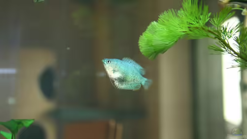 Aquarien mit Trichogaster labiosa (Wulstlippiger Fadenfisch)