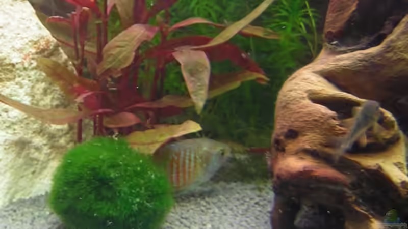 Colisa lalia - Zwergfadenfisch - Männchen von André Förster (13)