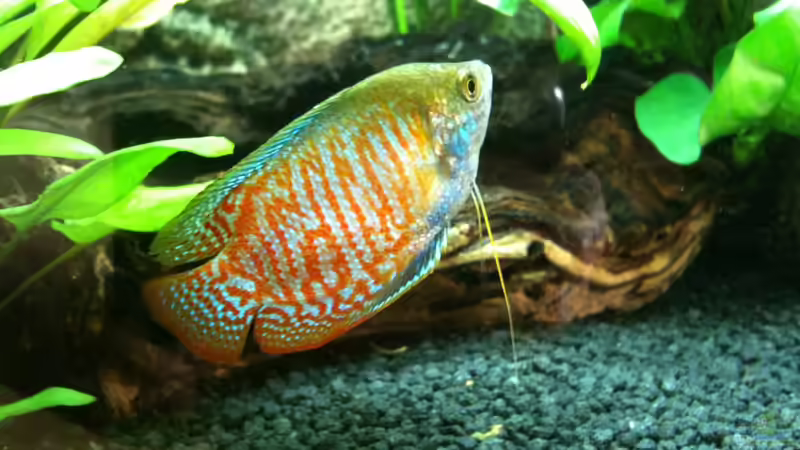 Colisa lalia  von Michael Geiger (4)