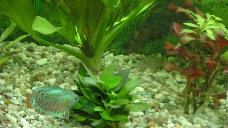 Colisa lalia (m, nicht mehr im Becken); Ancistrus dolichopterus; Corydoras julii von Michel Seifert (9)