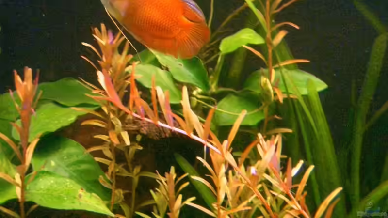 Colisa lalia männchen von Vabene (20)