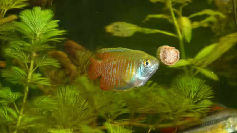 Aquarien mit Zwergfadenfischen (Colisa lalia)