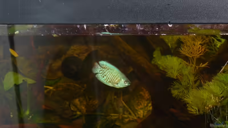 Colisa Lalia Neon blue von Ralf Schmitz (2)