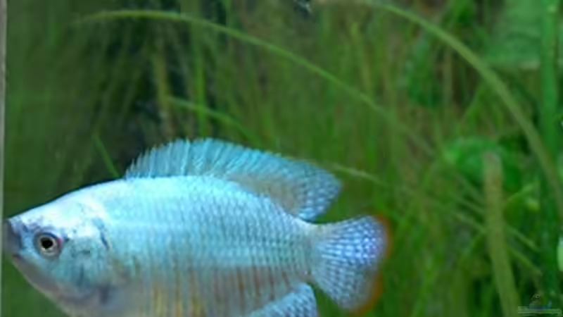 Colisa lalia NEON Bock von Fabian Eckel (7)