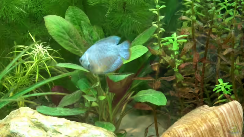 Aquarien mit Zwergfadenfischen (Colisa lalia)