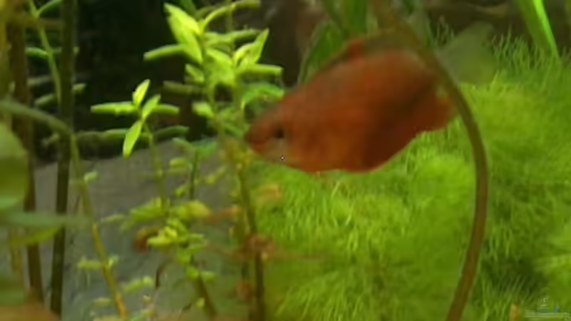 Colisa sota, roter Honigfadenfisch von Fabian Eckel (6)