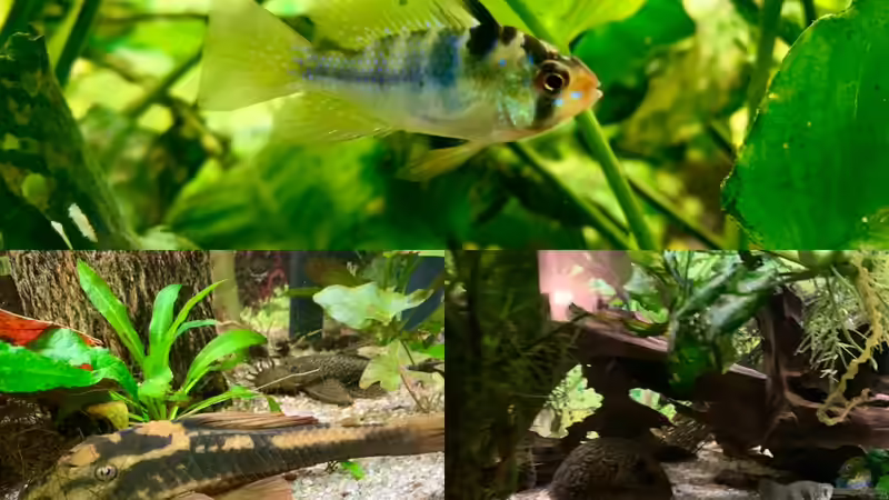 Collage von EdaSh (4)