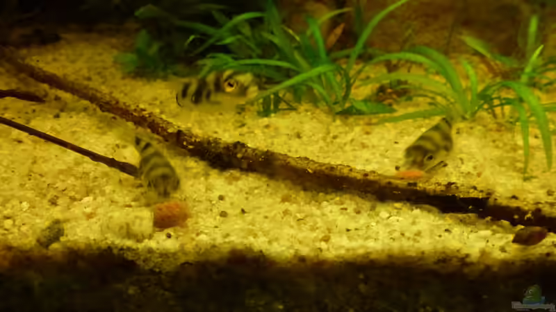 Colomesus asellus im Aquarium halten (Einrichtungsbeispiele für Assel-Kugelfisch)