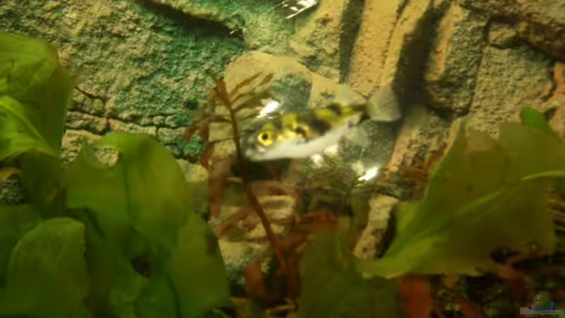 colomesus asselus von Andre Schumacher (30)