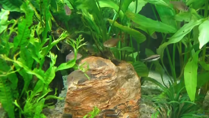 Colorado Rock mit Javafarn von KaSa (10)