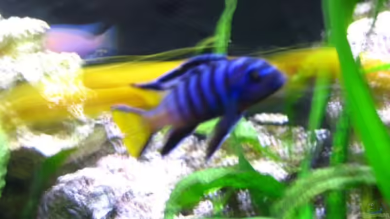 colourful von malawigome (10)