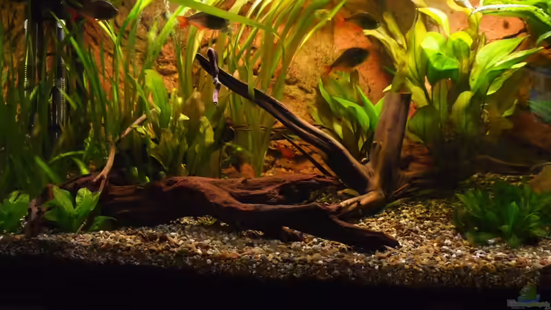 Columbien im Abendrot? :) von LumenNaturale (4)