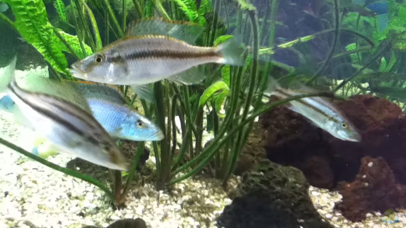 Compressiceps-Bande von Michael H. (10)