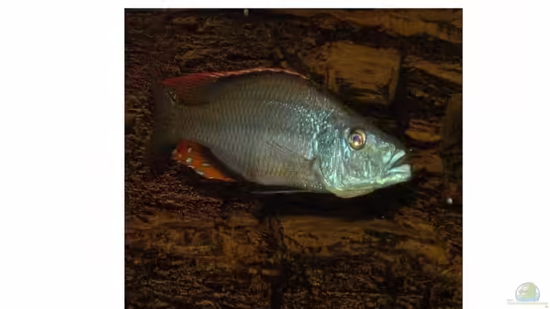 Compressiceps Bock 18 cm von mr.boomBASCHTIc (17)