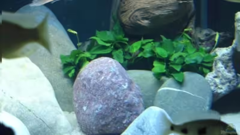 Compressiceps ist ein dankbares Obiekt zum Fotografieren von Renè Rupf (12)