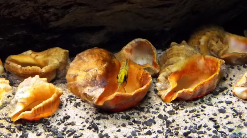 Compressiceps2 von Baeltes (18)