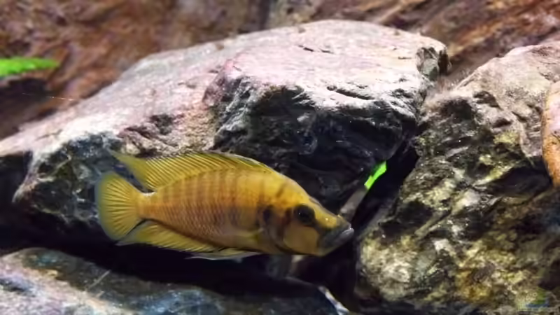 Compressiceps4 von Baeltes (19)