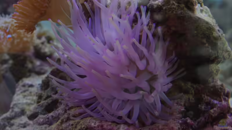 Condylactis von Dominik N. (31)