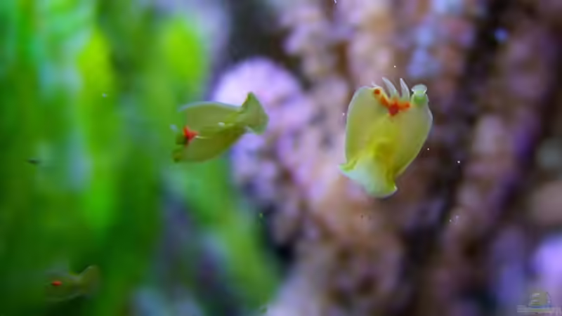 Convolutriloba retrogemma, oder gemeinhin auch als ´Planarie´ bezeichnet. Gelten von Denise83 (15)