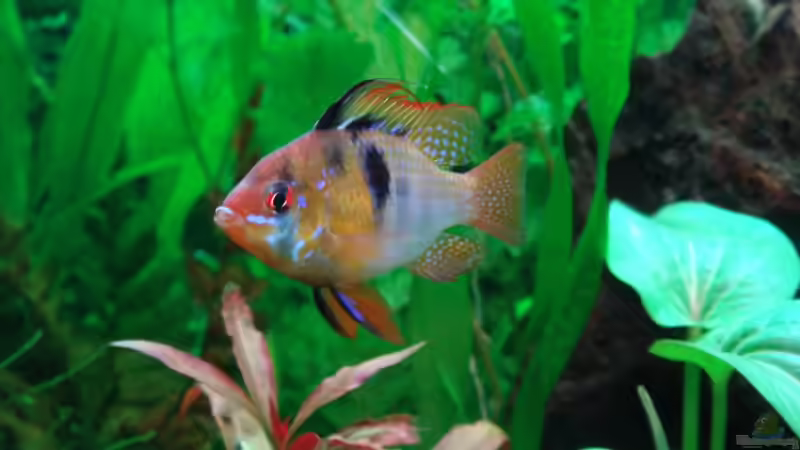 cooler Typ von Thomas Weyhofen (17)