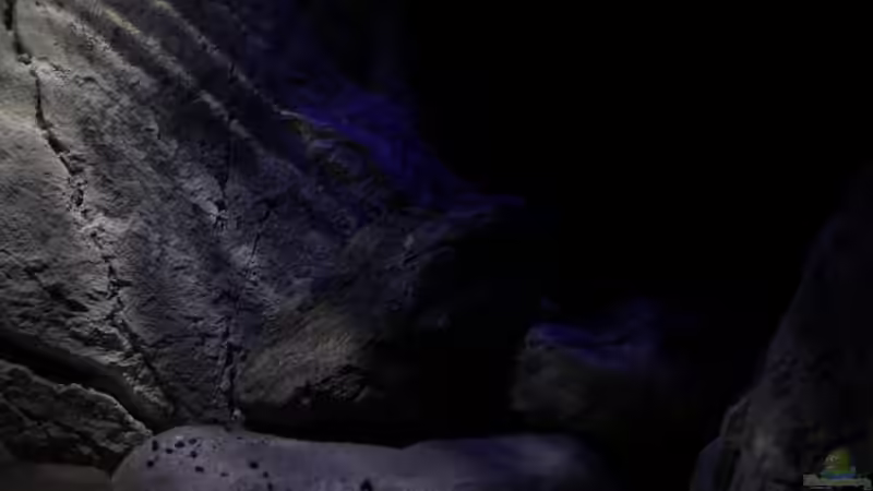 Coolwhite, im Hintergrund mit Farbfolie von The Pictus catfish (8)