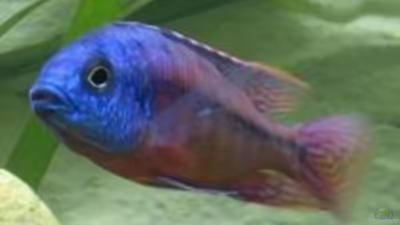 Cop. Boadzulu von Tobinhio (6)