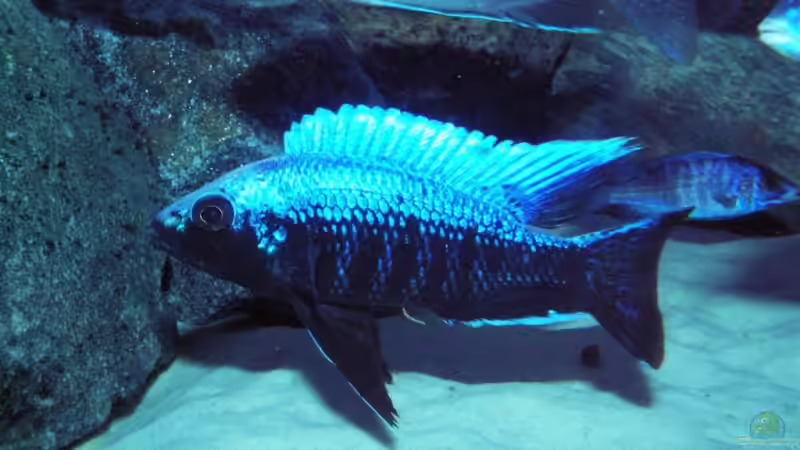 Cop. Mloto Ivory von wede1980 (17)