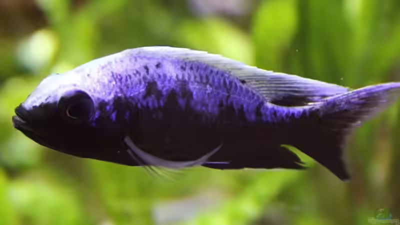 Copadichromis ,,mloto likoma´ von aquabert (29)