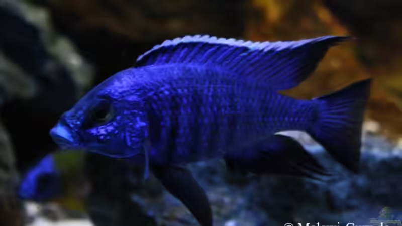 Copadichromis azureus Männchen von Florian Bandhauer (63)