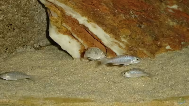 Copadichromis azureus und Cyrticara moorii Nachwuchs von ertzuio (19)