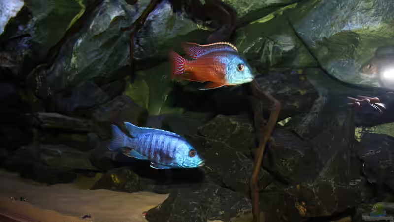 Copadichromis Azureus und Protomelas von Tobias Summerer (77)