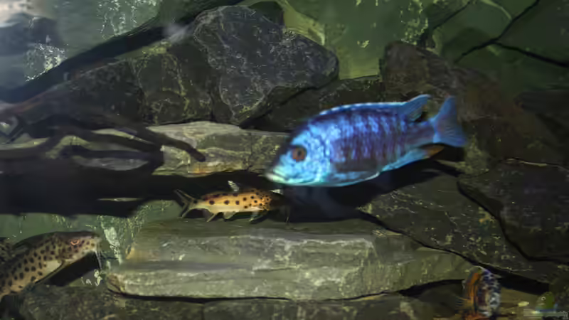 Copadichromis Azureus und Synodontis Multipunktatus von Tobias Summerer (67)