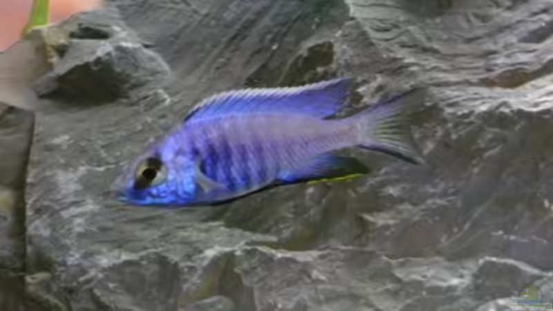 Copadichromis azureus von Dominik Steigewald (18)