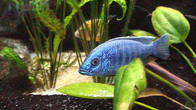 Copadichromis azureus von Edmund Thaler (6)
