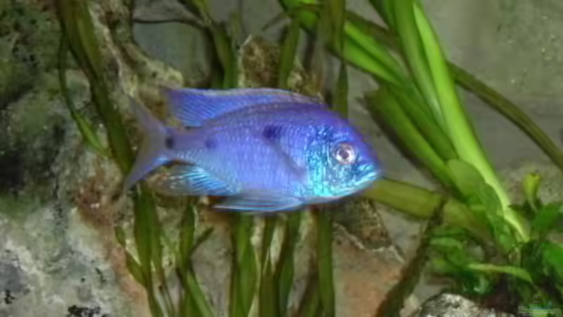 Copadichromis azureus von phyvf (14)