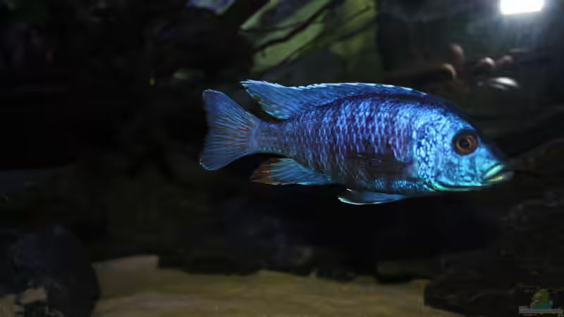Copadichromis Azureus von Tobias Summerer (70)