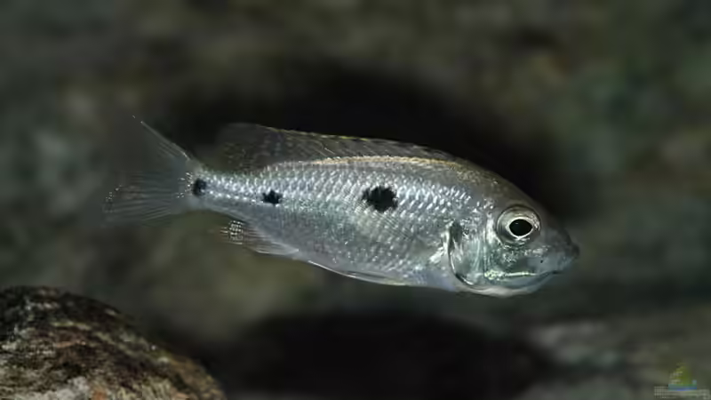 Einrichtungsbeispiele mit Copadichromis azureus (Azur-Cichlide)