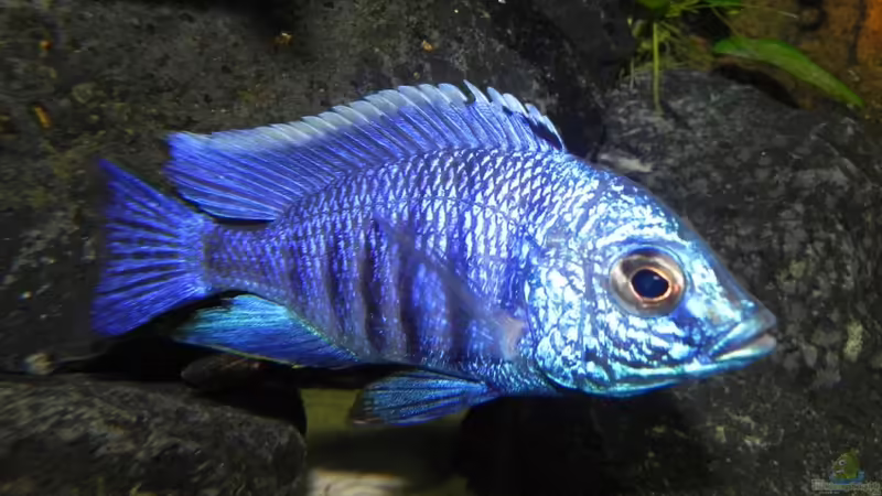 Copadichromis azureus Wildfang. Mr. Autorität von Sternenseeträumer (27)