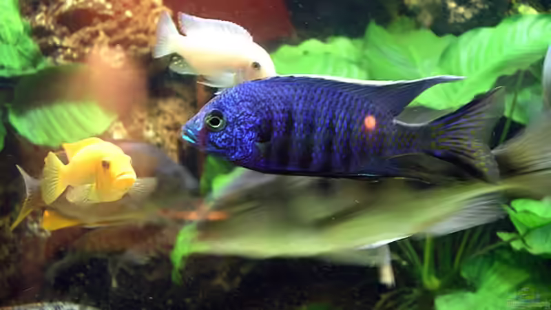 Einrichtungsbeispiele mit Copadichromis azureus (Azur-Cichlide)