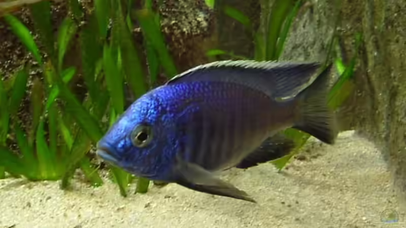 Einrichtungsbeispiele für Aquarien mit Copadichromis