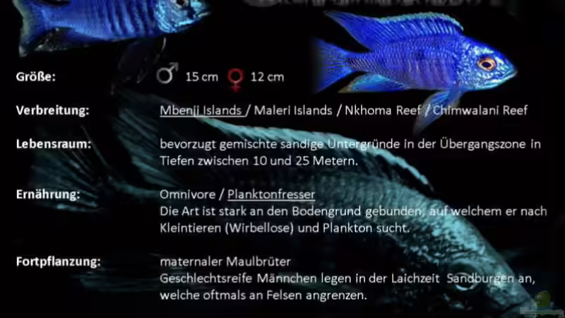 Einrichtungsbeispiele mit Copadichromis azureus (Azur-Cichlide)