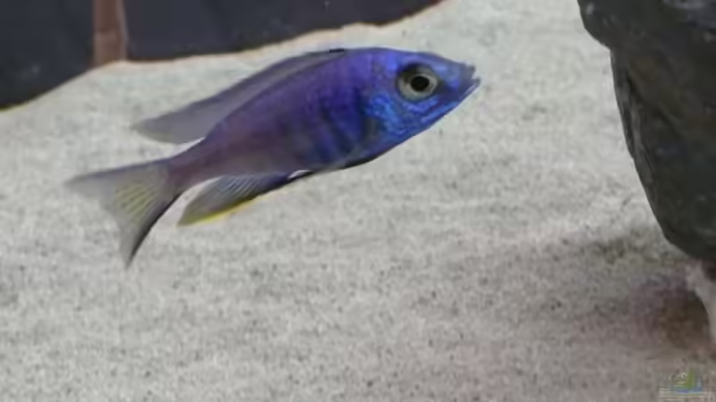 Einrichtungsbeispiele mit Copadichromis azureus (Azur-Cichlide)